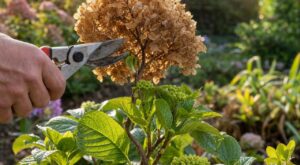 Hortensias : à la fin de l’été, ne coupez pas cette tête, elle décide de la floraison de l’année prochaine