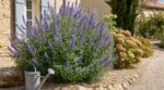 Hortensias grillés chaque été : cet arbuste méditerranéen à planter en septembre fait exploser les fleurs sans eau