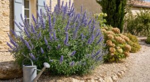 Hortensias grillés chaque été : cet arbuste méditerranéen à planter en septembre fait exploser les fleurs sans eau