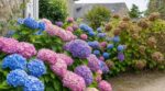 Hortensias : ma voisine évite toujours ce geste en automne, ses massifs ont 40 % de fleurs en plus au printemps