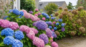 Hortensias : ma voisine évite toujours ce geste en automne, ses massifs ont 40 % de fleurs en plus au printemps