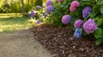 Hortensias qui s&rsquo;affaissent en pleine chaleur : cette technique de paillage oubliée divise l&rsquo;arrosage tout l&rsquo;été