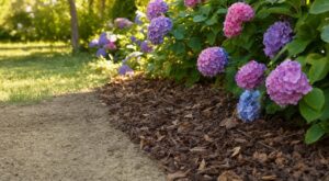 Hortensias qui s&rsquo;affaissent en pleine chaleur : cette technique de paillage oubliée divise l&rsquo;arrosage tout l&rsquo;été