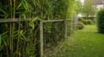 Il a planté sa haie de bambous à 1 m de la clôture : 4 ans plus tard, cette erreur peut vous coûter 4 000 €