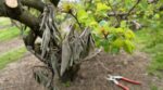 Il a taillé l’abricotier en février : ces feuilles grises prouvent que cette taille d’hiver met l’arbre en danger