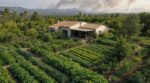 Incendies d&rsquo;été : ce potager coupe-feu avec quelques légumes courants peut vraiment sauver votre maison
