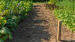 J’ai semé mes épinards fin août : cette erreur invisible a réduit mes récoltes d’hiver à néant au potager