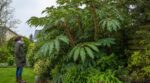 Jardin : ce faux arbre tropical qui résiste à -20 °C, mais que vous ne devez surtout pas planter n’importe où