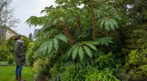 Jardin : ce faux arbre tropical qui résiste à -20 °C, mais que vous ne devez surtout pas planter n’importe où