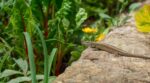 Jardin : ce petit reptile que vous voulez chasser est en réalité votre meilleur allié contre les nuisibles