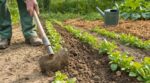 Jardin : ce vieux dicton sur l’arrosage cache ce geste au potager qui peut vous faire économiser 70 % d’eau cet été