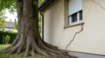 Jardin : ces arbres d’ombre à croissance express que tout le monde plante finissent par fissurer vos murs en dix ans