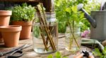 Jardin : cette eau maison quasi gratuite sauve vos boutures récalcitrantes, les pros l&rsquo;utilisent déjà en secret