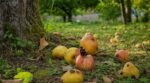 Jardin : cette habitude avec les fruits abîmés appauvrit la biodiversité, il est temps d&rsquo;y remédier