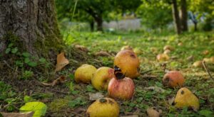 Jardin : cette habitude avec les fruits abîmés appauvrit la biodiversité, il est temps d&rsquo;y remédier