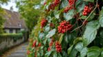 Jardin : cette liane aux jolies baies rouges semble inoffensive, mais elle peut envoyer vos enfants à l’hôpital