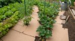 Jardin envahi de mauvaises herbes ? Cet emballage de colis que vous jetez bloque tout pendant des mois