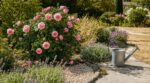Jardin grillé, restrictions d’eau : ce rosier ancien pour massif sec m’a permis de ranger l’arrosoir tout l’été