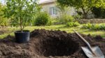 Jardin : les anciens creusaient ce trou un mois avant pour vos arbres et évitaient une catastrophe cachée