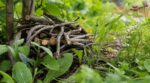 Jardin : ne jetez plus ces branches taillées, cet abri naturel à 0 € attire les bons insectes contre les pucerons