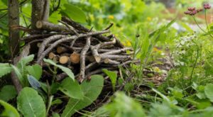 Jardin : ne jetez plus ces branches taillées, cet abri naturel à 0 € attire les bons insectes contre les pucerons