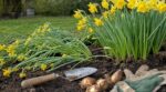 Jardin : si les tiges de vos narcisses se couchent au printemps, c’est presque toujours à cause de cette erreur d’automne