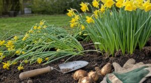 Jardin : si les tiges de vos narcisses se couchent au printemps, c’est presque toujours à cause de cette erreur d’automne