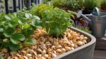 Jardinage : ne jetez plus ces coques de l’apéro, elles protègent vos plantes et font fuir les limaces
