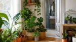Je n’aurais jamais dû confier mes plantes à mon voisin : cette pièce de la maison les protège en pleine canicule
