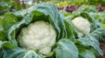 « Je ne récolte plus jamais un chou-fleur jauni » : ce geste de maraîcher en fin d’été à adopter au potager