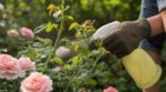 Je ne traite plus jamais mes rosiers : ces 2 gestes naturels contre les pucerons que tout le monde devrait connaître