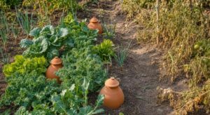 Je suis parti deux semaines en vacances en laissant mon potager à ces jarres en terre cuite : le choc au retour