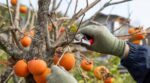 Kaki : ne faites plus cette erreur de taille qui prive votre arbre de fruits et l’affaiblit pendant des années