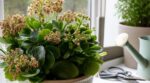 Kalanchoé qui ne fleurit plus : ce geste de pro va le couvrir de fleurs sans racheter de plante