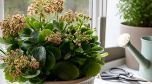 Kalanchoé qui ne fleurit plus : ce geste de pro va le couvrir de fleurs sans racheter de plante