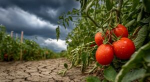 La pluie revient en août : ce détail au sol que tout le monde oublie fait éclater vos tomates et ruine la récolte