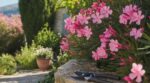 Laurier-rose : ce moment précis pour le tailler sans ruiner la floraison (et l’erreur que font tous les jardiniers)