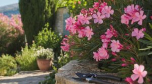 Laurier-rose : ce moment précis pour le tailler sans ruiner la floraison (et l’erreur que font tous les jardiniers)