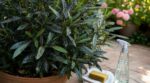 Laurier-rose noirci en août : cette erreur que vous faites ruine la plante et fait revenir les feuilles collantes