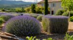 Lavande en Provence : ce réflexe de taille après la floraison la condamne à sécher, le geste à adopter d&rsquo;urgence