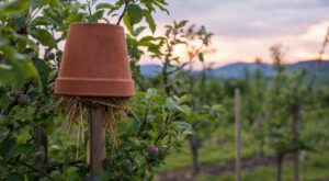 Les anciens ne mettaient pas ce pot en terre cuite au verger pour rien : il abrite un chasseur nocturne des pucerons