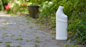 Les jardiniers le répètent : si vous versez encore ce produit ménager sur vos mauvaises herbes, faites une double erreur