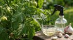 Les pucerons envahissent vos tomates dès qu&rsquo;il fait chaud : ce geste simple avec un ingrédient de cuisine les stoppe net
