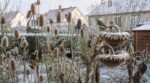 Ma voisine laisse ces tiges sèches au jardin jusqu’en mars : ce qui s’y accroche dès les premiers froids surprend