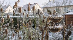 Ma voisine laisse ces tiges sèches au jardin jusqu’en mars : ce qui s’y accroche dès les premiers froids surprend