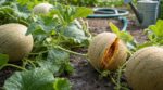 Melons du potager qui se fendent : cette erreur d’arrosage au pire moment ruine toute votre récolte