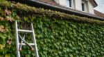 Mon voisin coupe cette plante grimpante fin septembre : ce n’est pas pour l’esthétique mais pour qui rôde au grenier