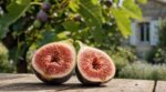 Ne cueillez plus vos figues sans vérifier ce détail : il explique pourquoi elles grouillent parfois dedans