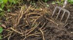Ne faites plus jamais ce geste avec vos rhizomes : il ruine votre sol et prépare la prochaine invasion