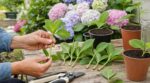 Ne jetez plus vos tailles d’hortensias : ce geste avant fin août les transforme en arbustes gratuits